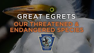 Our Threatened And Endangered Species: Great Egrets