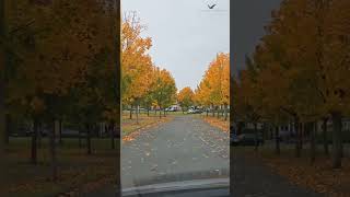 Irish autumn 🍂✨Driving through golden leaf-covered roads was an unforgettable experience🚗#ireland