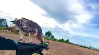 オオタカ訓練方 Hawk training