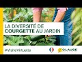 Quelles variétés de courgette au potager ? -  #VisiteVirtuelle | HM.CLAUSE