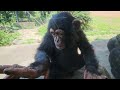 チヨちゃん大好きチンパンジー　かみね動物園　チンパンジー　202406