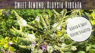 SWEET ALMOND: \