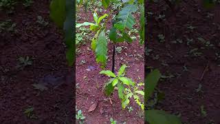 Abiu fruit tree at my garden (nearly 2 years old) | ഏകദേശം 2 വർഷം പ്രായമായ എന്റെ തോട്ടത്തിലെ അബിയു .