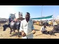 दि 21 जानेवारी 2025 वसमत चा म्हैस बाजार buffalo market buffalo bazar akash suryawanshi vlog