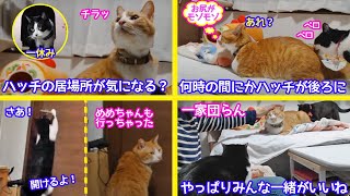 ＜2匹の猫通信＞「ほっこりライブ」ハッチの居場所が気になるマック！めめちゃんもハッチもいない部屋は淋しい2021 03 11 Cat live Stream in Japan -Cat Life TV