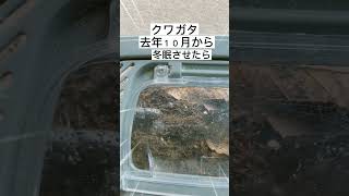 冬眠から目覚めたクワガタ