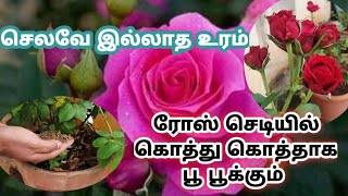 ரோஸ் செடிக்கு செலவு இல்லாத உரம்!!! உங்க ரோஸ் செடியில்  எப்பவும் பூக்கள் இருந்துகிட்டயே இருக்கும்