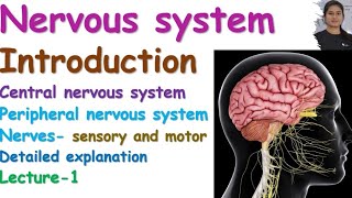 Introduction to Nervous System Anatomy & Physiology | CNS | PNS | Nerves | Lecture - 1
