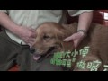 黃金獵犬「money」 能豎起耳朵向主人做暗示