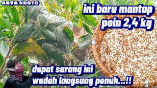 sangat tidak terduga.!!,hasil berburu kroto hari ini sangat melimpah ruah..