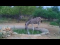 drinking zebra