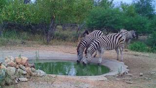 Drinking Zebra