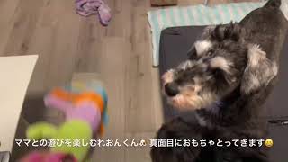 【シュナウザー】ママの膝上争奪戦🤣 2人仲良くママに甘えてます🐶