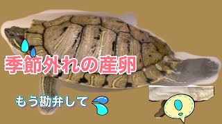 【季節外れの産卵】もんちゃんはどうなったのか？？産卵は注意！！