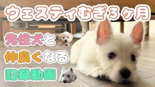 【westie puppy】Three months after birth【Getting along with the older dog.】