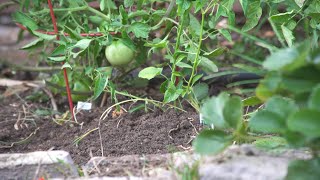 The surprising reasons gardening makes you feel good