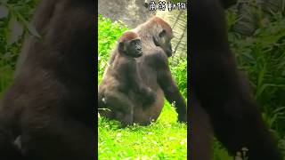 #3#ゴリラ #迪亞哥 #Jabali | D'jeeco Family 🦍 #shorts 【#金剛猩猩】