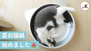 夏バテは卒業にゃ！ 夏にひんやり、猫鍋はいかがかにゃ【PECO TV】