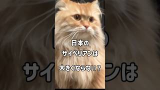 日本のサイベリアンは、大きくならないって本当ですか？　Is it true that Japanese Siberian cats don't grow big?　#サイベリアン