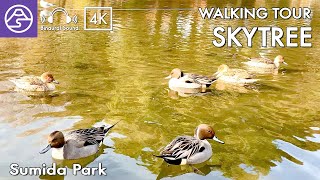 [4K ASMR] SkyTree Walk in Tokyo - from Asakusa to SkyTree Walking Tour,Japan