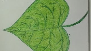 How to draw a leaf easy step by step