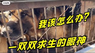 2023-3-2 Stray dogs rescue in Shanxi China 狗肉车上28只狗狗，要14000千元，求救眼神看着我，我该怎么办？