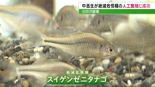 【福山市の盈進中学高等学校】中高生が絶滅危惧種「スイゲンゼニタナゴ」の人工繁殖に成功