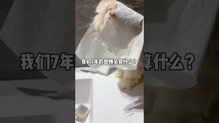 7年的感情又算什么？心凉透了小猫治愈世界 建议大家养只没用的东西在家里 记录猫咪日常 小猫是平淡生活的解药 毛茸茸