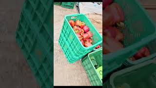 កសិកម្មនៅកូរ៉េ #agricultural #strawberry #garden #koreaculture#work