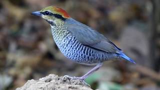 Blue Pitta (Hydrornis cyaneus)