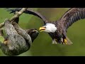 Sloth is climbing on tree but was catched by Eagle