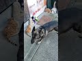 シェパード犬　隅っこ暮らしで駆け回る大型犬 ボール遊び 屋根 キャッチャー