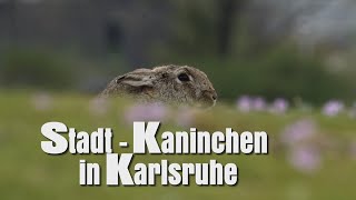 Irres Spektakel | Kaninchen und Saatkrähen | Karlsruhe | NSG \