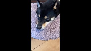 飼い主失格です。犬よ、ごめん、許してくれ。