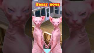 cat dance in sweet home 🏡🐱#funny #cutecats #katten #aicats #anayavideos #pets #3danimals #catdance