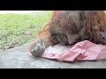 キューちゃん♂50歳・オランウータン