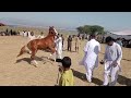 what a very beautiful fair horse dance in siakh azad kashmir kashmir horse.dance viral chill