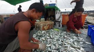 Begini Aktivitas Sortir Ikan di Kapal Bagan