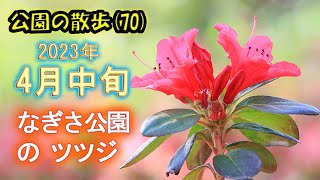 なぎさ公園のツツジ　４月中旬　2023年