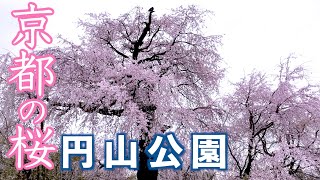 【京都・桜・2022年】円山公園の桜