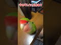 可愛すぎるお返事に悶える飼い主 shorts コザクラインコ lovebirds