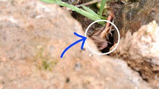 Frog attack caught on camera