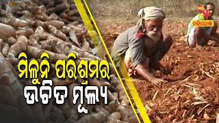 Due To Lack Of Fair Price, Farmers Turn Back For GI Tagged Kandhamal Turmeric | NandighoshaTV