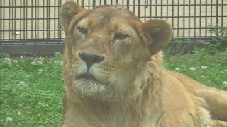 ライオン　オトちゃん　草の上にゴロンです　【のんほいパーク】　Lion Oto-chan Toyohashi Zoo