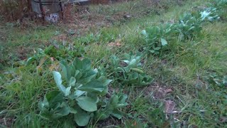 【自然農】2022年1月23日  小鳥たちに食べられた補い・雨が降って根付きそうな草たち　【natural farming】