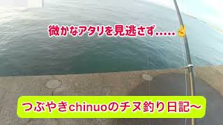 微かなアタリを見逃さず.....  つぶやきchinuoのチヌ釣り日記〜