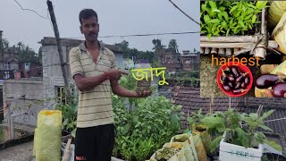 33 days update for Rooftop garden.৩৩ দিনের গাছের আপডেট । Organic Chad bagan ।tobe korola chas।