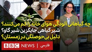 چه گیاهانی آلودگی هوای خانه را کم می‌کنند؟ آیا شیرهای گیاهی جایگزین خوبی برای شیر گاو هستند؟۳۷درجه