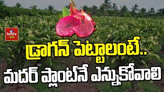 డ్రాగన్ పెట్టాలంటే..మదర్ ప్లాంట్‌నే ఎన్నుకోవాలి |  Special Story on Dragon Fruit Farming | hmtv Agri