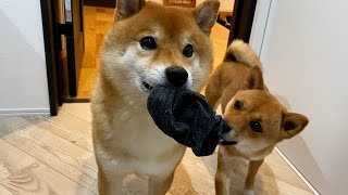 I asked Shiba Inu to help me prepare my luggage ...